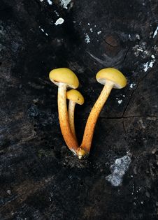 Free Toadstools Stock Photos - 16253483