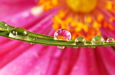 Micro World In Water Drops Royalty Free Stock Photography Micro World In Water Drops Royalty Free Stock Photography
