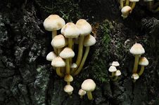Sulphur Tuft Royalty Free Stock Photos Sulphur Tuft Royalty Free Stock Photos