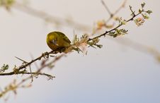 Heuglin´s Masked Weaver With Spider Stock Photography
