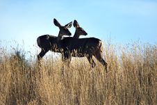 Deer Observation Royalty Free Stock Image Deer Observation Royalty Free Stock Image