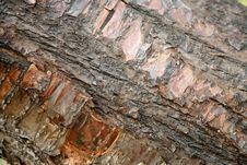Free Bark Tree Royalty Free Stock Photos - 16259318
