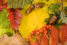 Fallen Autumn Leaves Stock Photo
