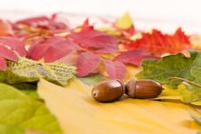 Fallen Autumn Leaves Royalty Free Stock Images