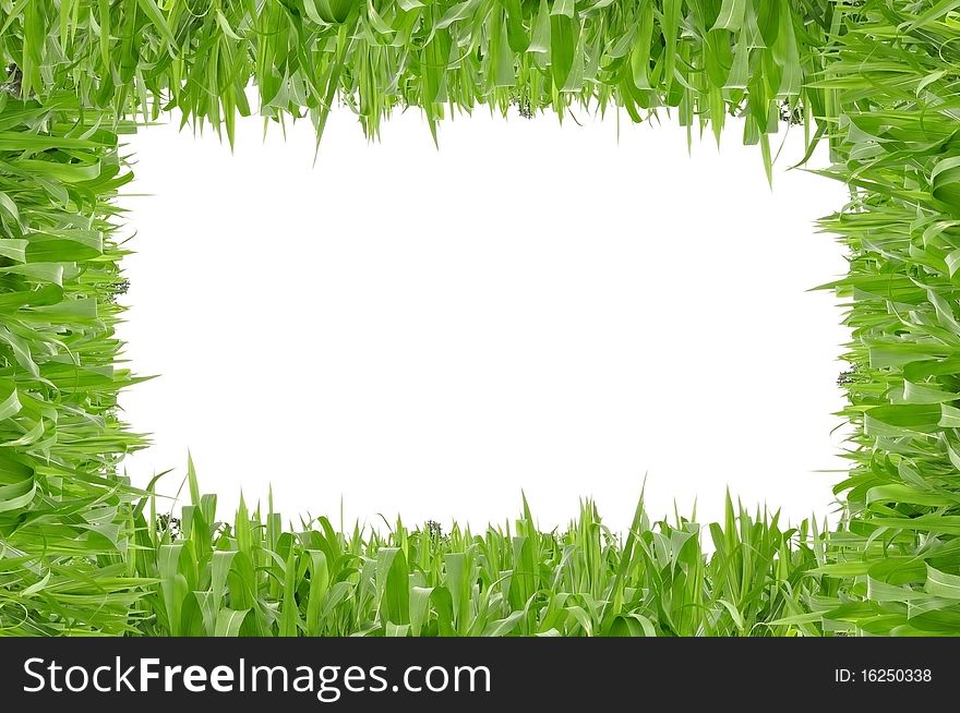 Polygon shape grass as white isolate background
