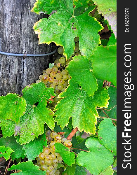 Bunch of grapes and leaves on stakes