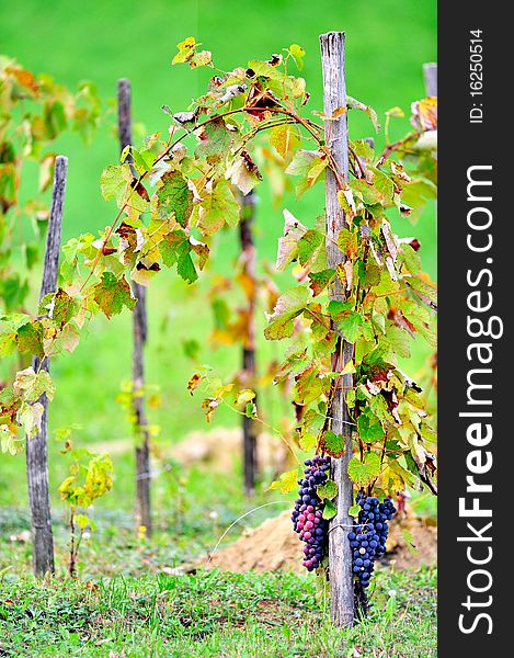 Grapevine with green background on wood stakes. Grapevine with green background on wood stakes
