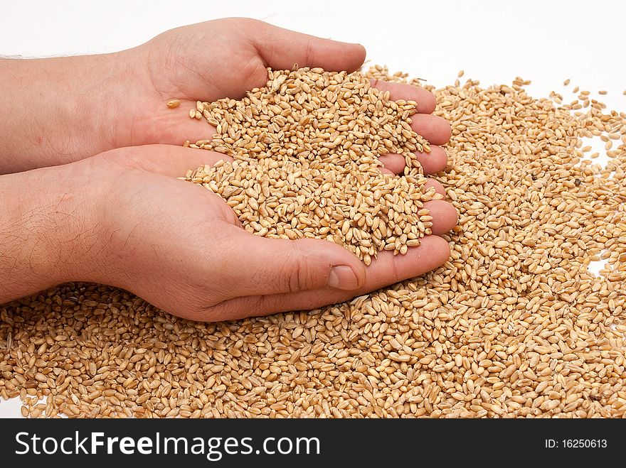 The hands and wheat on white