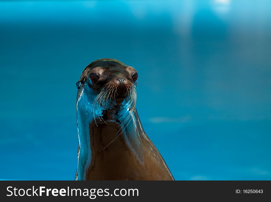 Wet sea lion head, against blue water
