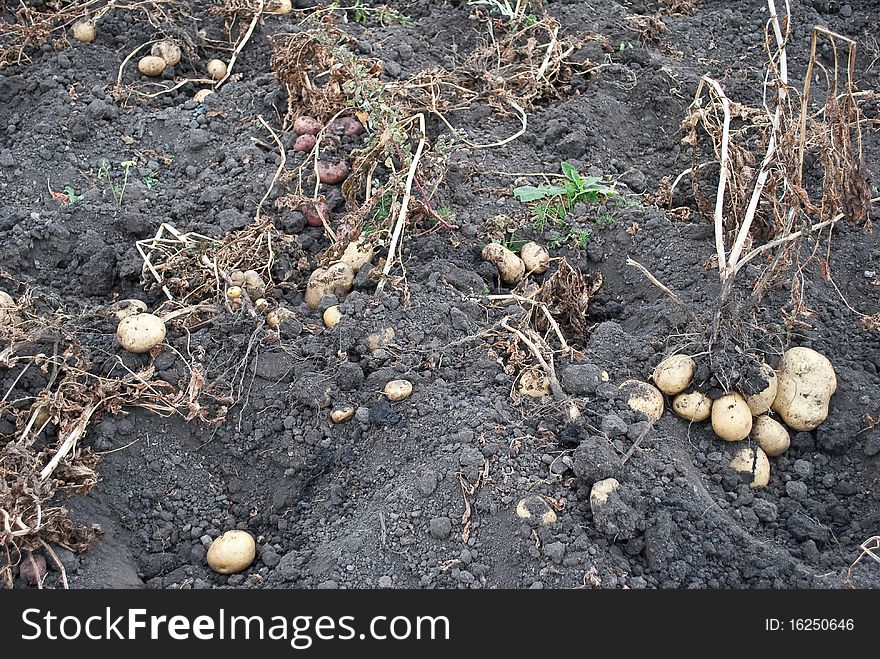 Potatoes freshly dug from the ground. Potatoes freshly dug from the ground