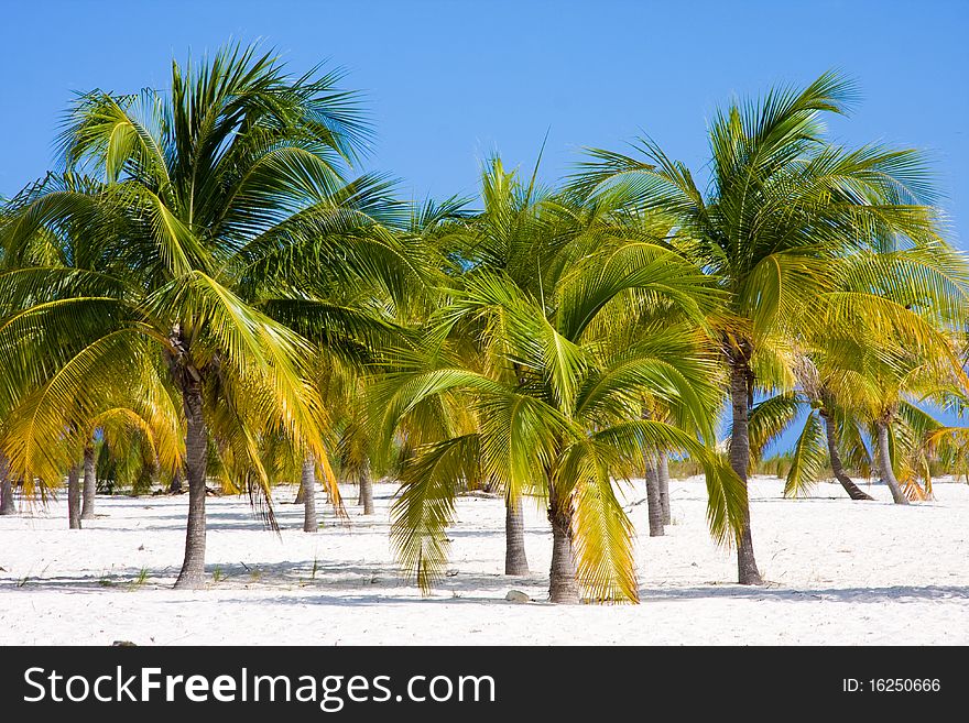 Cuba. Cayo Largo. Three palm trees. Multi-colored. Cuba. Cayo Largo. Three palm trees. Multi-colored.
