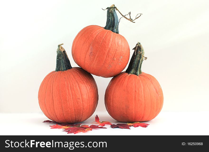 Three pumpkins isolated on a white background.  The stem of the pumpkins have tendrils. Three pumpkins isolated on a white background.  The stem of the pumpkins have tendrils.