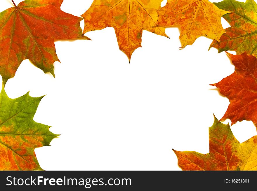 Frame of the leaves isolated on white