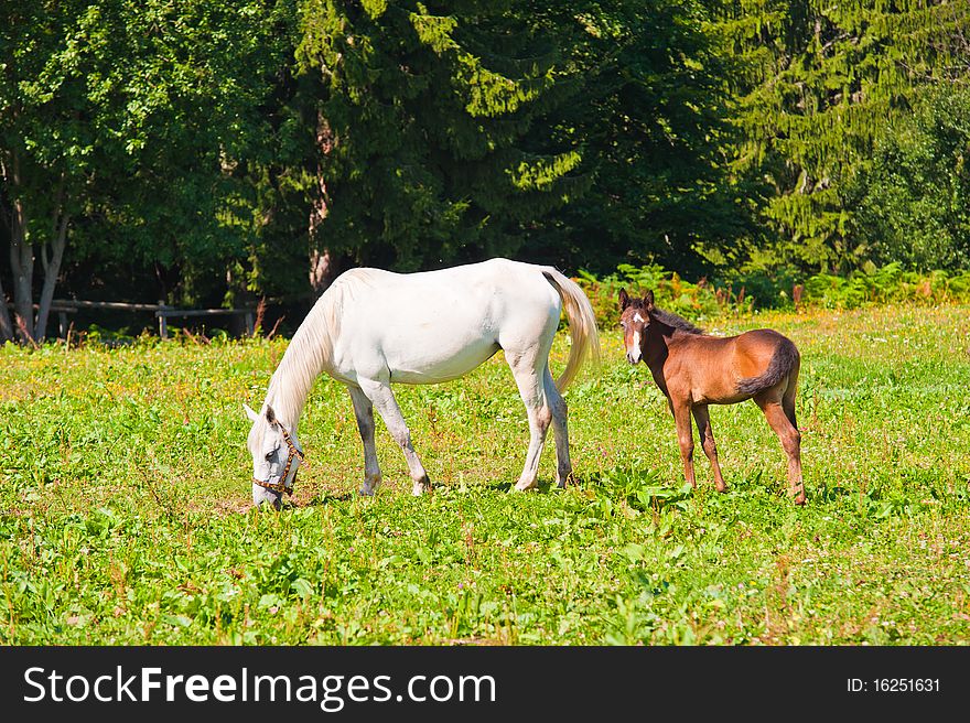 Beautiful white female horse and her little one out on the field, eating grass. Beautiful white female horse and her little one out on the field, eating grass