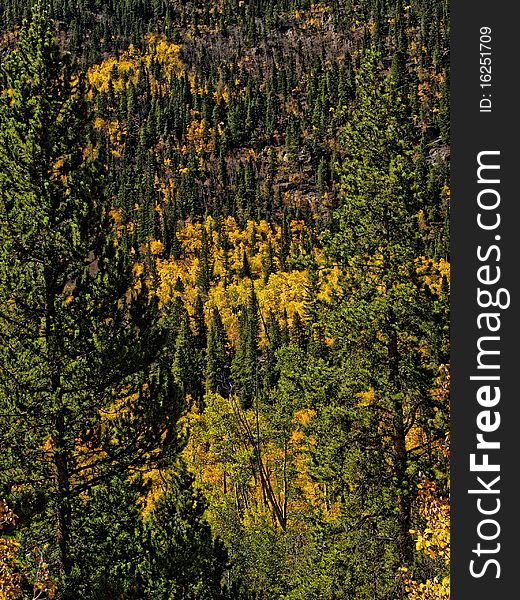 Fall images in Colorado of aspen trees and mountains. Fall images in Colorado of aspen trees and mountains