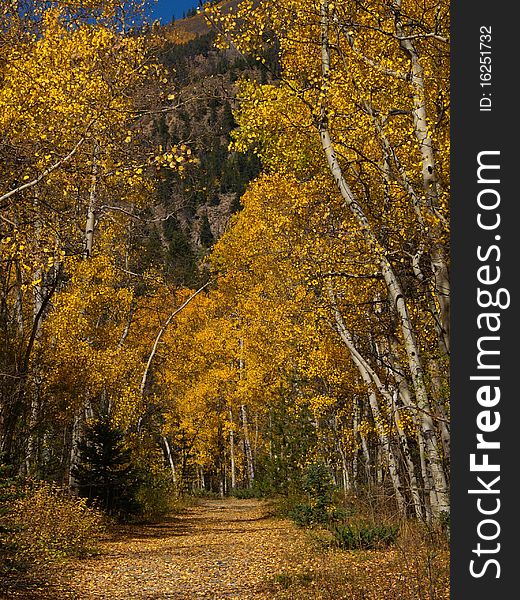 Colorado scenery trees in the fall aspen leaves yellow. Colorado scenery trees in the fall aspen leaves yellow