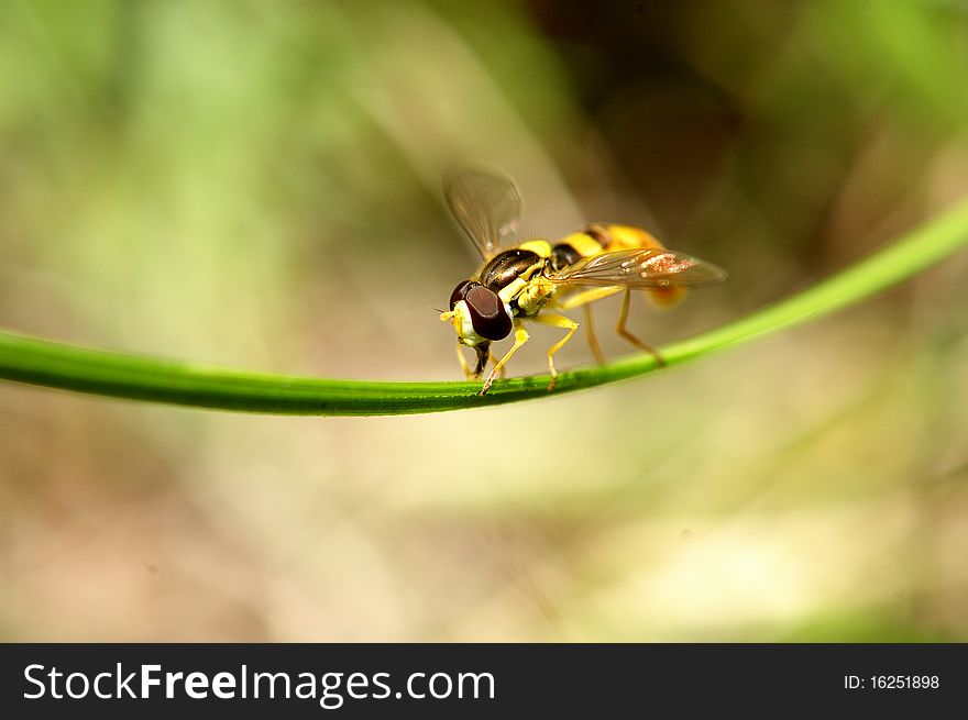 Yellow fly,looks like a sting