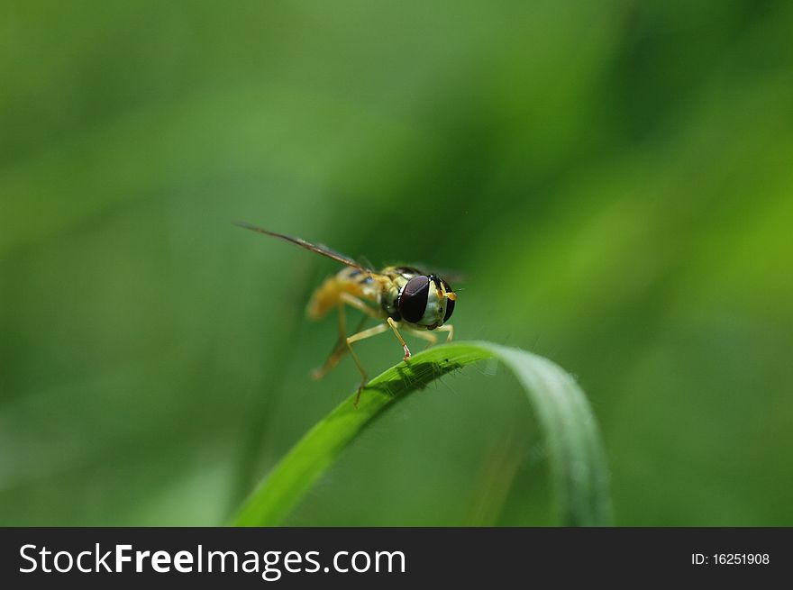 Yellow fly,looks like a sting