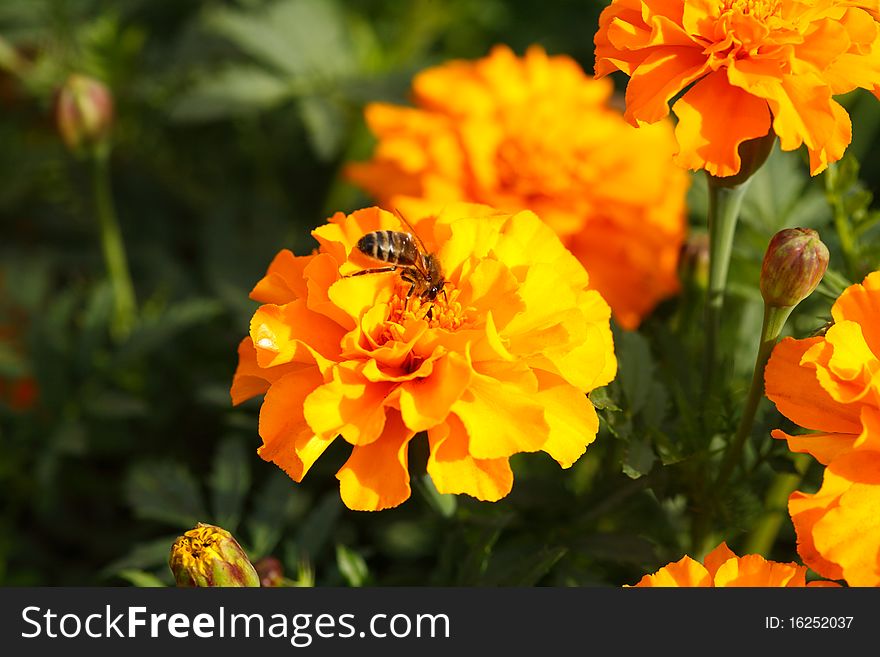 Orange Marigold Flowers