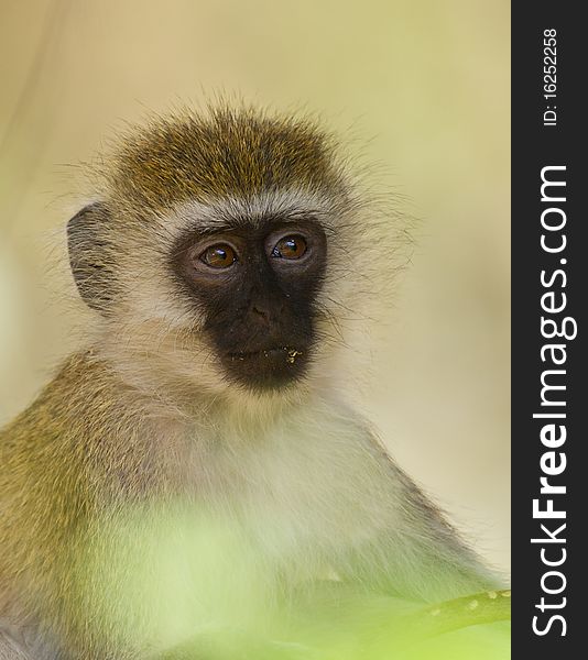 A black-faced vervet monkey looks thoughtful and absorbed up till even forgetting to eat. A black-faced vervet monkey looks thoughtful and absorbed up till even forgetting to eat.