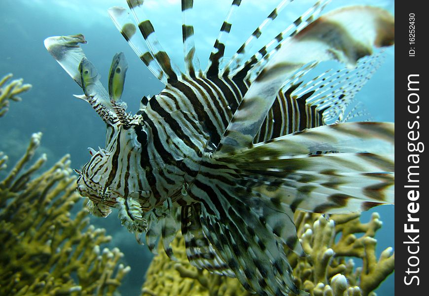 Lion fish and corral in the Red Sea. Lion fish and corral in the Red Sea