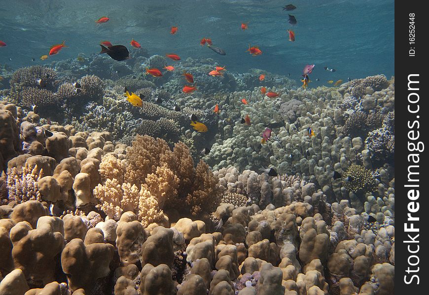 Underwater inhabitants coral reef in the Red Sea near Dahab. Underwater inhabitants coral reef in the Red Sea near Dahab