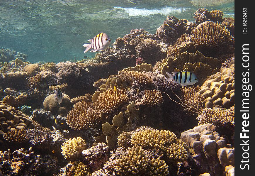 Underwater inhabitants coral reef in the Red Sea near Dahab. Underwater inhabitants coral reef in the Red Sea near Dahab