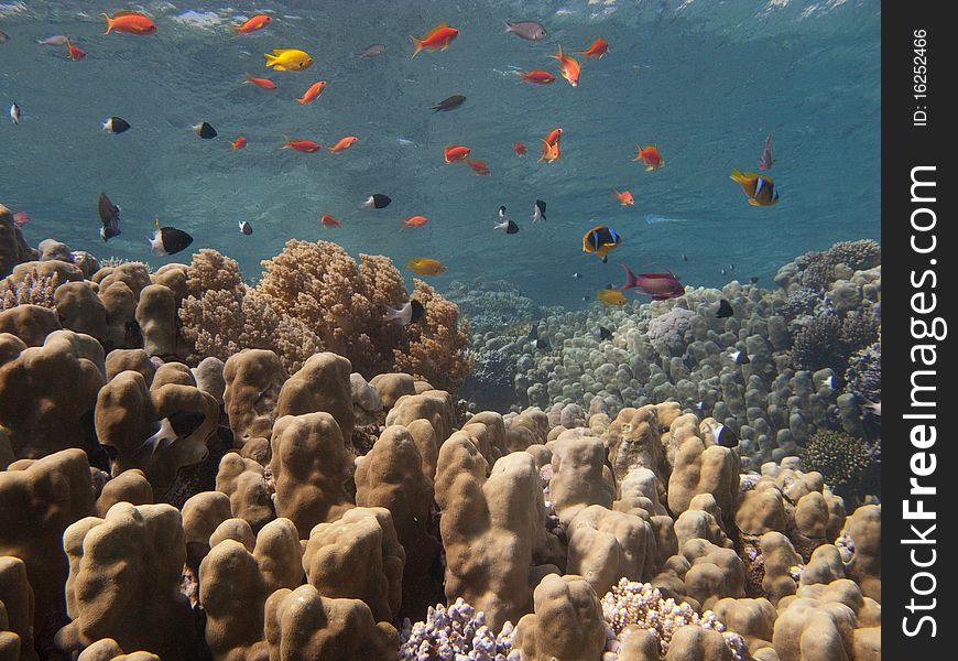 Underwater inhabitants coral reef in the Red Sea near Dahab. Underwater inhabitants coral reef in the Red Sea near Dahab