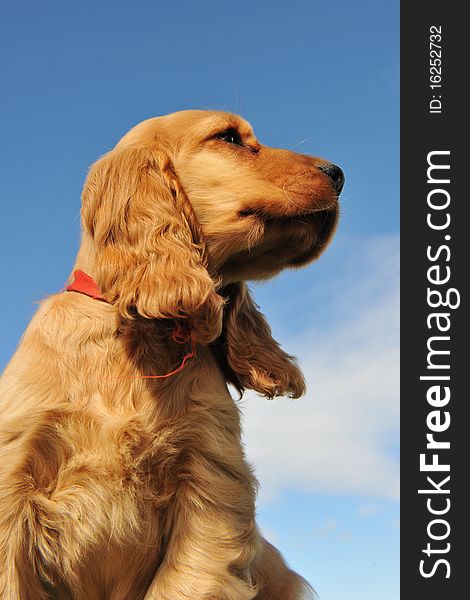 Portrait of a puppy purebred english cocker on a blue sky. Portrait of a puppy purebred english cocker on a blue sky