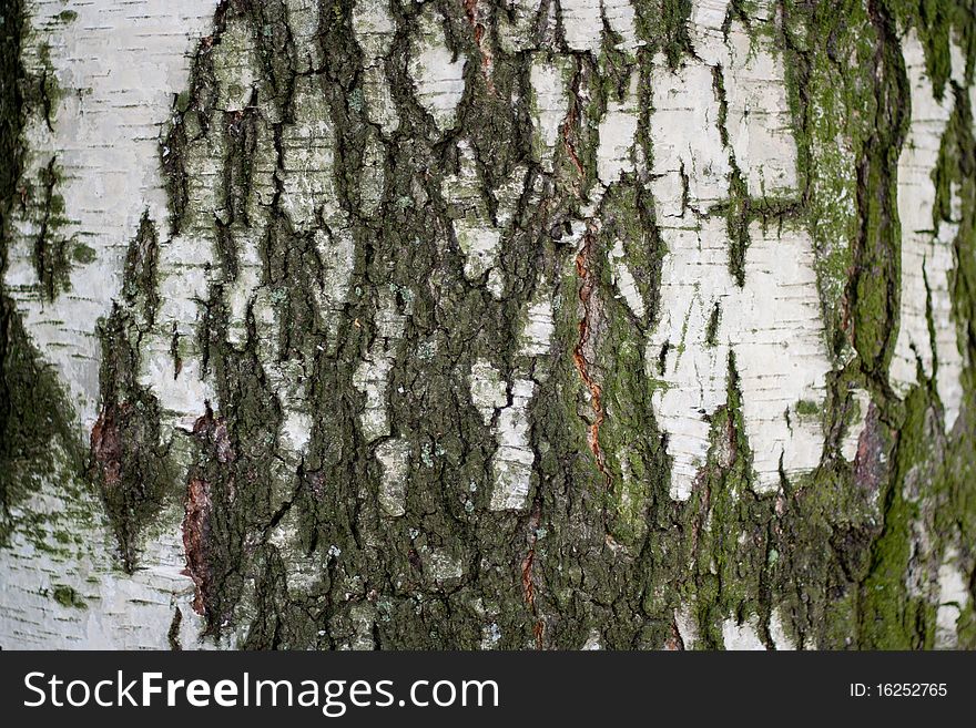 Wood texture. birch. White and grey