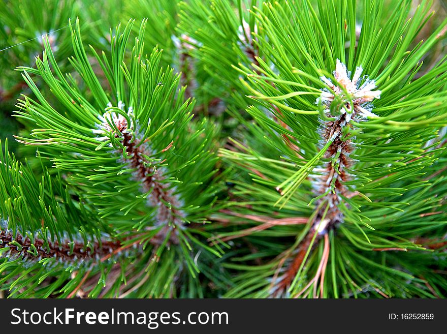 Details of a pine forest found on Italy