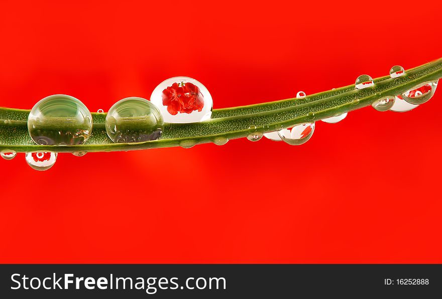 Dew drops with floral reflection