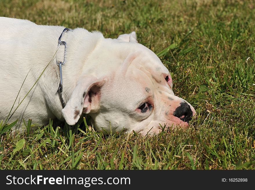 Purebred american bulldog lying down on the grass
