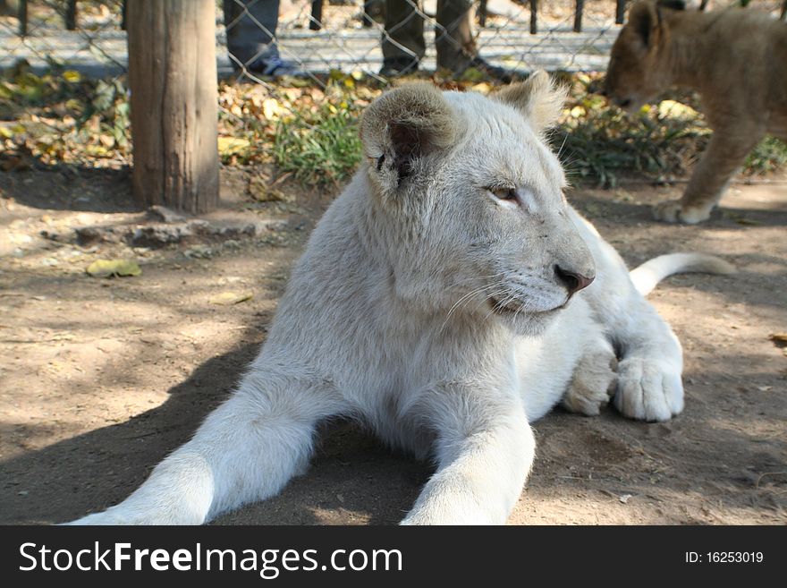 White lion cub in Africa