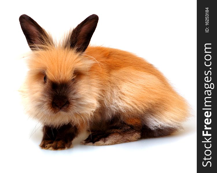 Sweet rabbit on a white background. Sweet rabbit on a white background