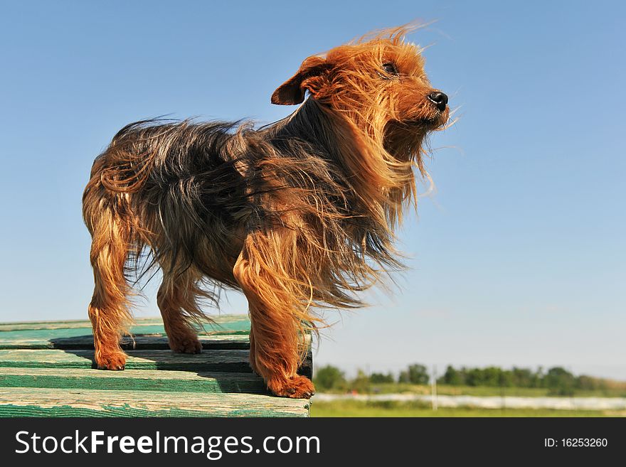 Portrait of a purebred yorkshire terrier on a blue sky