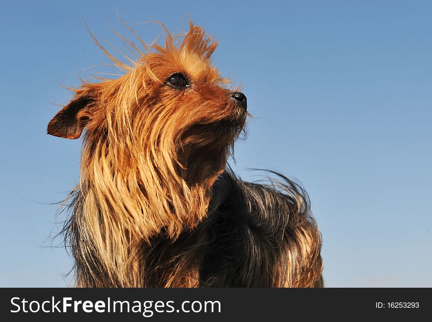 Portrait of a purebred yorkshire terrier on a blue sky