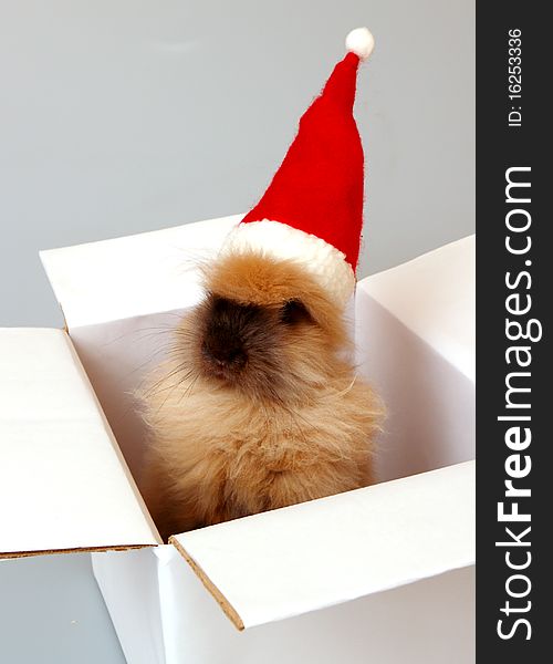 Sweet Santa rabbit in the white box. Sweet Santa rabbit in the white box