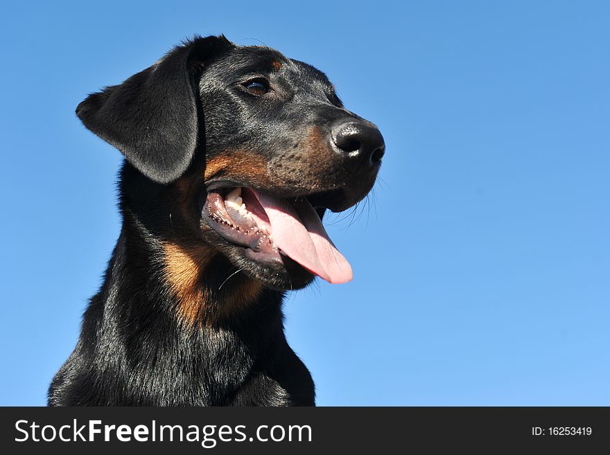 Young purebred french shepherd in a blue sky, focus on the eyes and copyspace. Young purebred french shepherd in a blue sky, focus on the eyes and copyspace