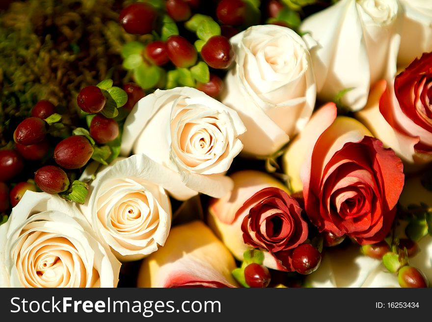 White and red rose buds. White and red rose buds