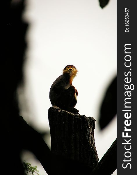 A monkey sitting at one of the tallest tree stumps looking to the clouds. A monkey sitting at one of the tallest tree stumps looking to the clouds...