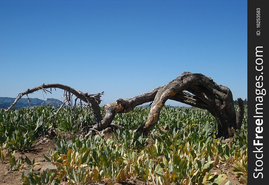 Two trees are forced to bend toward the ground in the harsh high sierra terrain. Two trees are forced to bend toward the ground in the harsh high sierra terrain