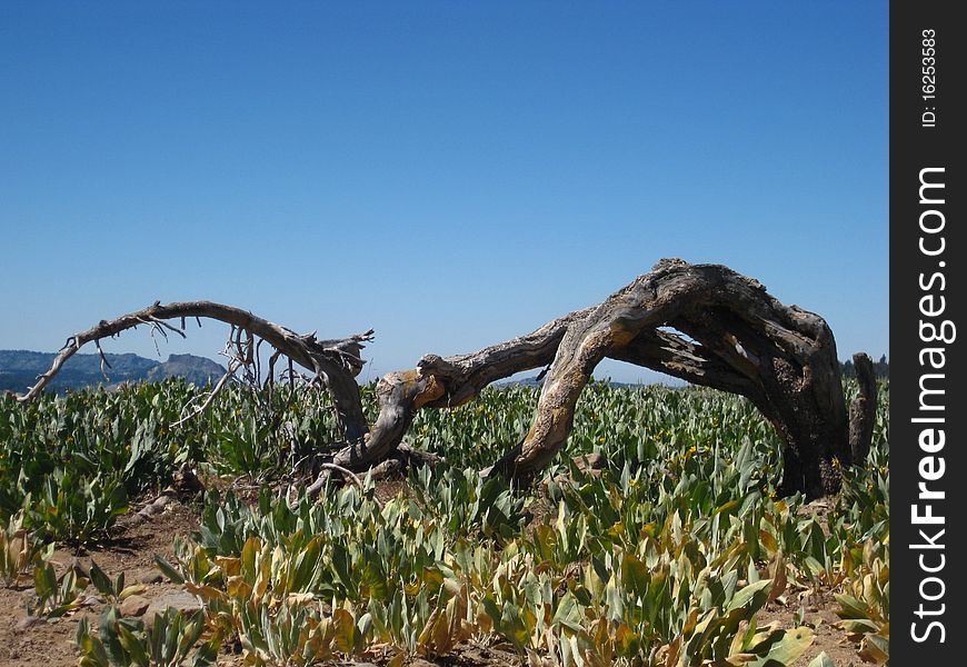 Tree Arches