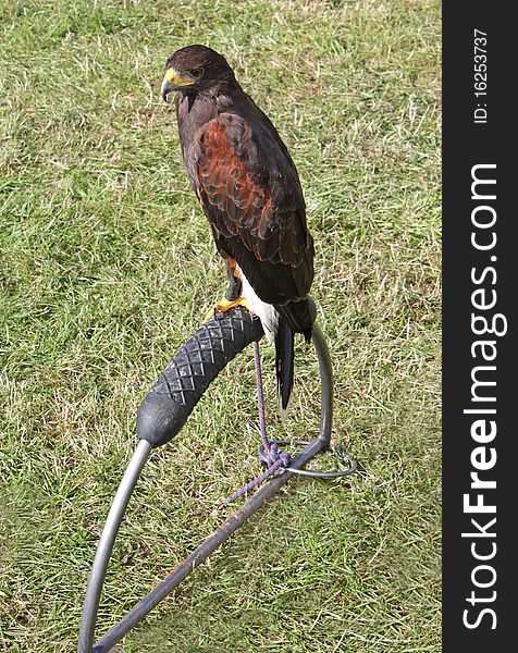 A Harris Hawk Bird of Prey Tethered to a Stand.