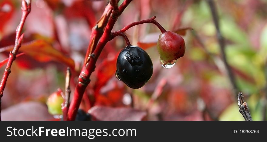 Berries with raindrop and red leaves. Berries with raindrop and red leaves.