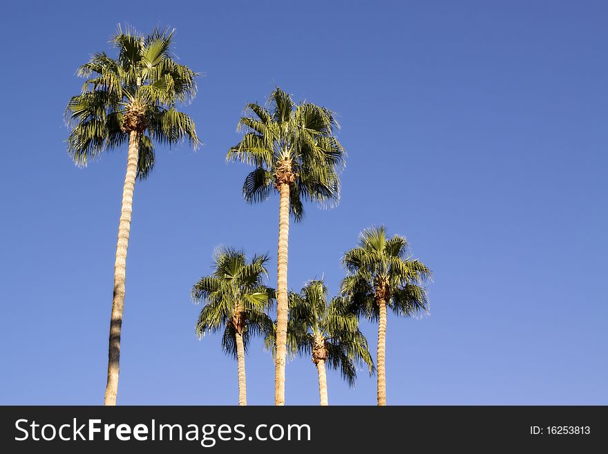 Tall palm trees on blue sky