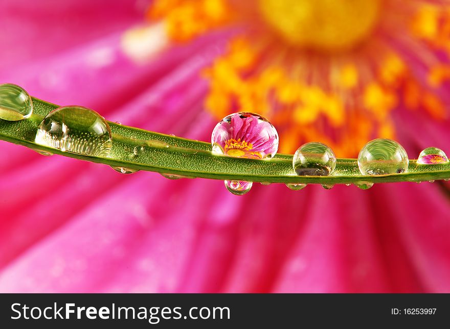 Water drops on grass blade with reflection. Water drops on grass blade with reflection