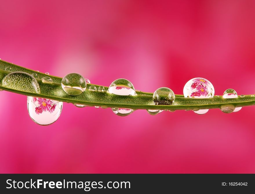 Flowers mirroring in water drops. Flowers mirroring in water drops