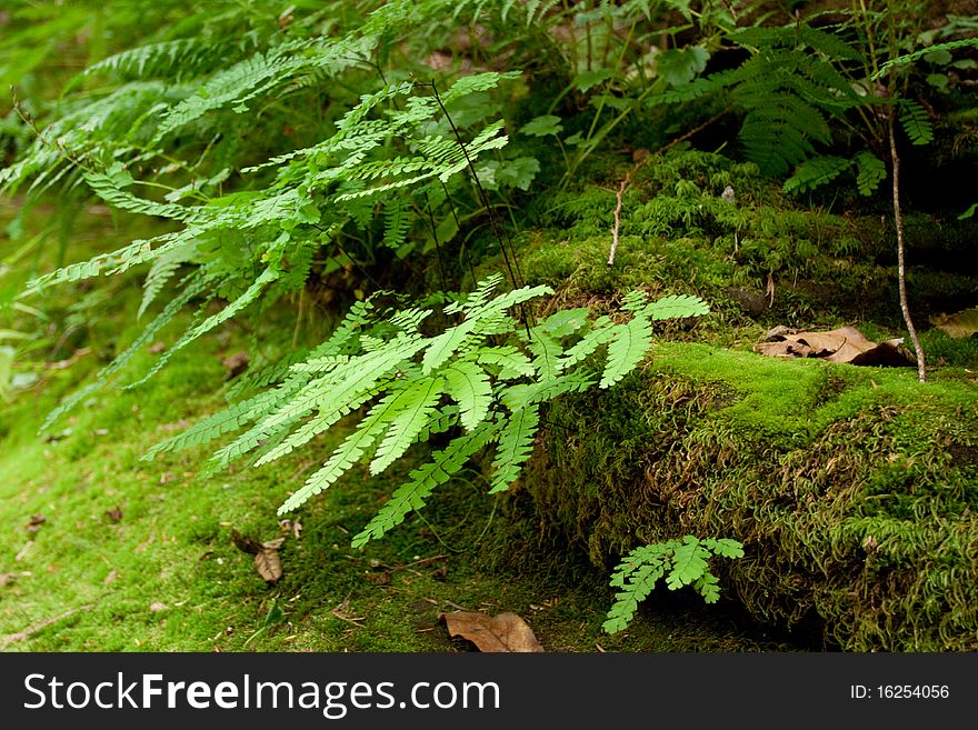 Ferns in the Oregon wilderness