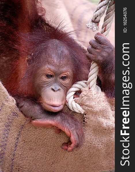 Orang Utan Orphan playing, Malaysia. Orang Utan Orphan playing, Malaysia